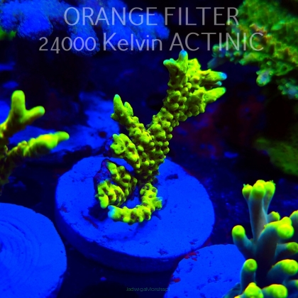 Anacropora WWC SLIMEBALL (20.03.2025) L1-II-26  6cm