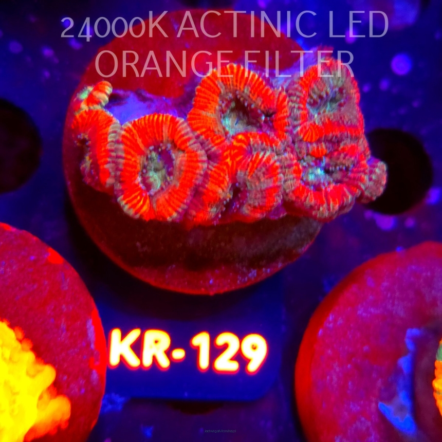 Acanthastrea lordhowensis SUPERNOVA (12.07.2026) KR-129  5cm