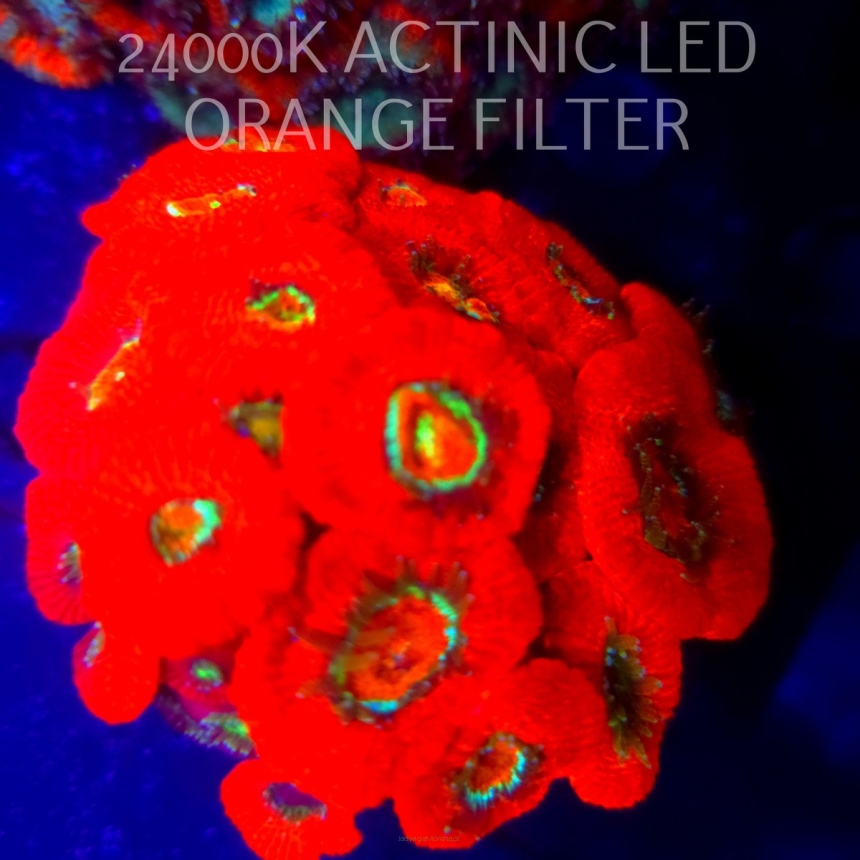 Acanthastrea lordhowensis SUPERNOVA (04.03.2026)   15P+