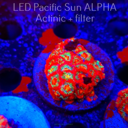Acanthastrea lordhowensis SUPERNOVA (23.01.2025)  4.5cm