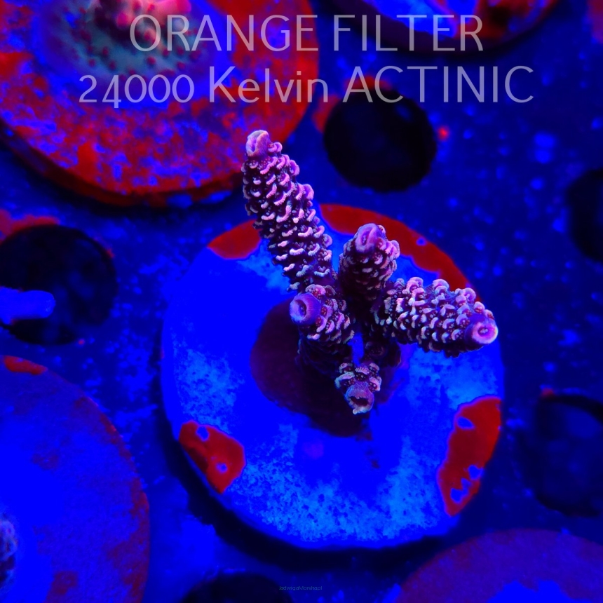 Acropora spathulata PINK PASSION (19.06.2025) L3-I-13  5cm