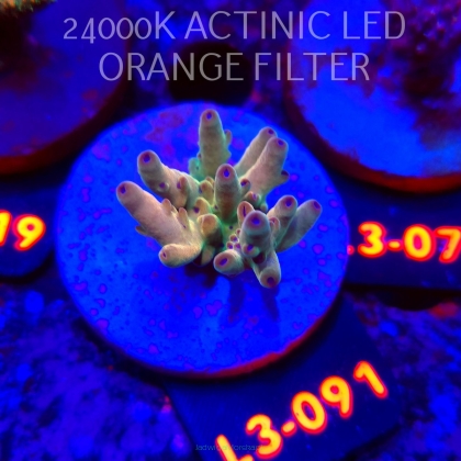 Acropora LORIPES FIJI GOLD (05.01.2026) L3-091  4cm