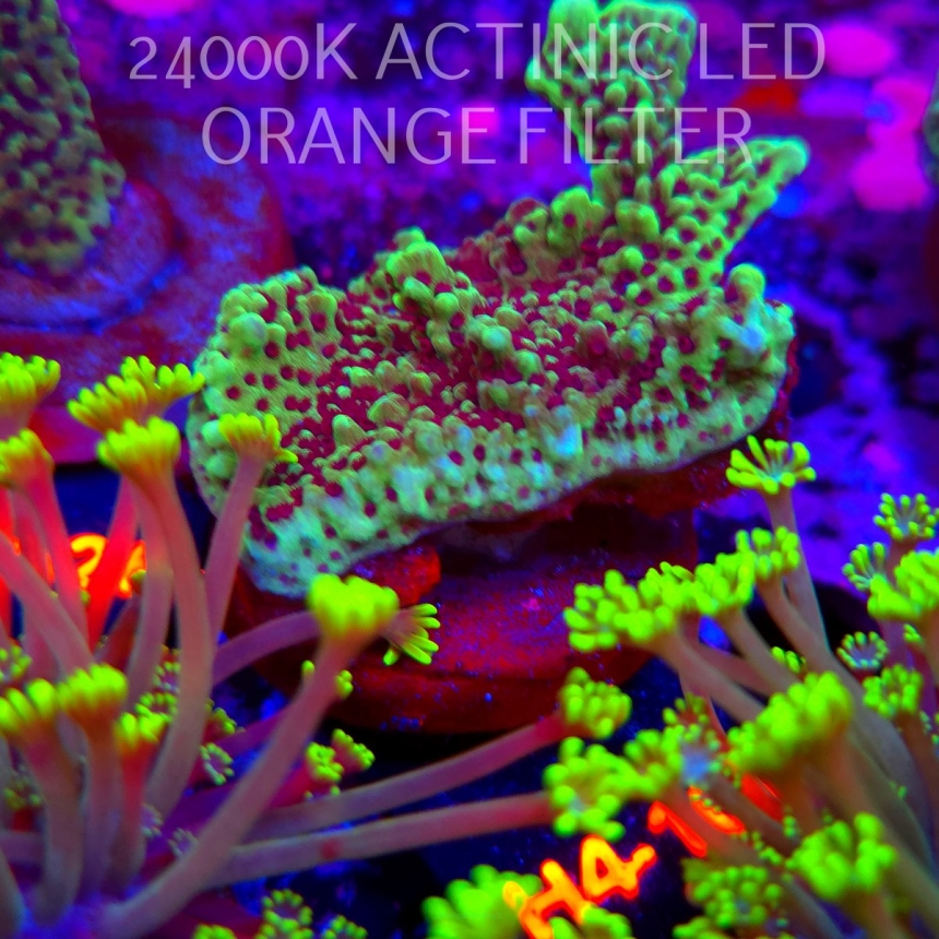Montipora peltiformis (21.06.2026) H4-100  5cm