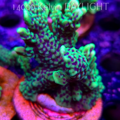 Montipora peltiformis (18.05.2025)  8cm