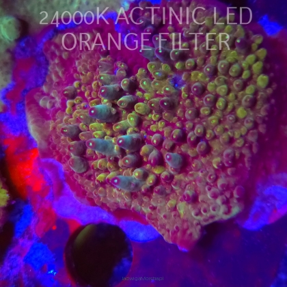 Acropora granulosa ULTRA (06.11.2025) MM1-I-31  5cm