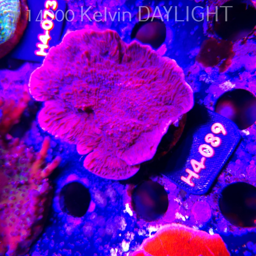 Montipora purple (01.06.2026) H4-089  8cm