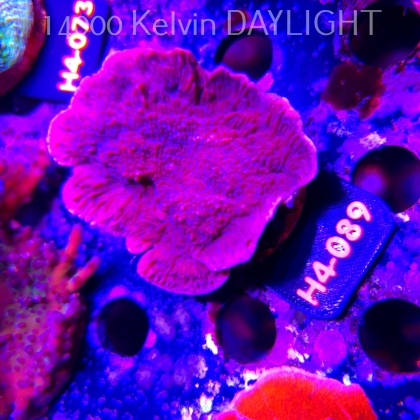 Montipora purple (01.06.2026) H4-089  8cm