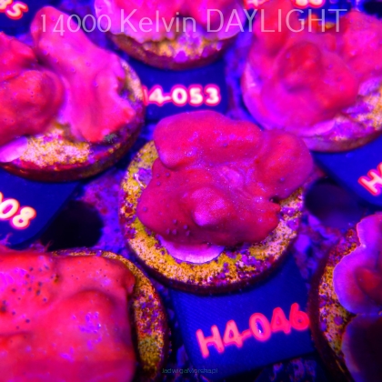 Blue Ridge Coral - Heliopora coerulea - Blue Fire Coral (01.06.2026) H4-046  5cm