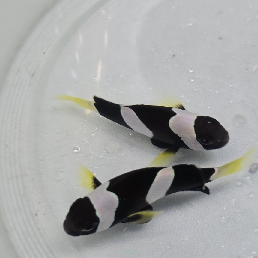Amphiprion clarkii BLACK TANK BRED  7-8cm