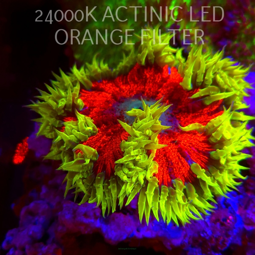 Phymanthus crucifer JMC Rock Flower Anemone (03.03.2026)  XL 10cm