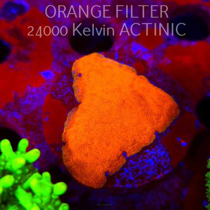 Leptoseris foliosa JMC Signature frag UNIQUE (11.08.2025) MM6-III-20  5cm