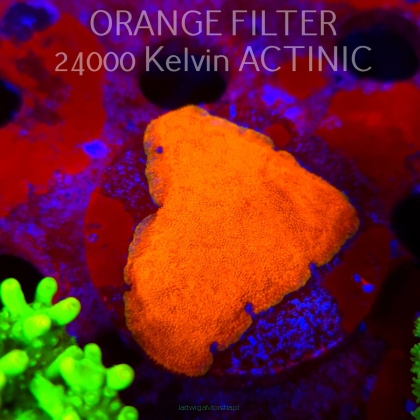 Leptoseris foliosa JMC Signature frag UNIQUE (11.08.2025) MM6-III-20  5cm