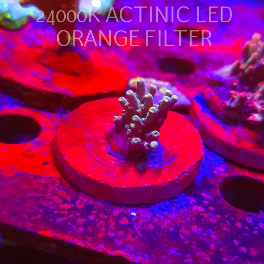 Acropora granulosa ELECTRIC LIME (06.11.2025) MM1-II-30  3cm