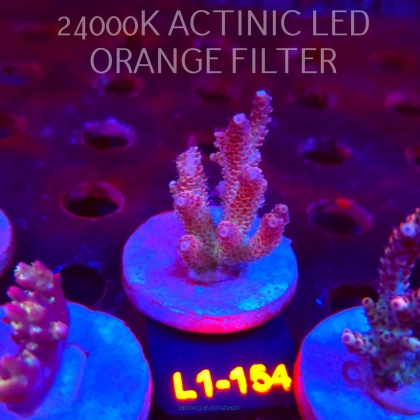Acropora RED PLANET ULTRA AUSTRALIA (01.08.2026) L1-154  7cm