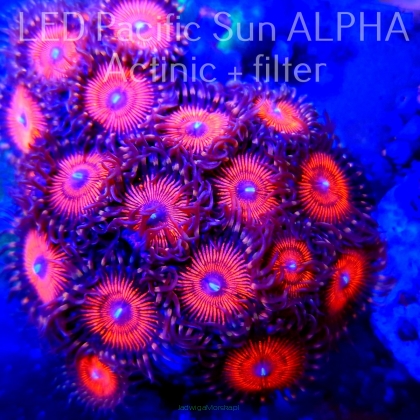 Zoanthus Red People Eater K1 (16.04.2023) 20P+
