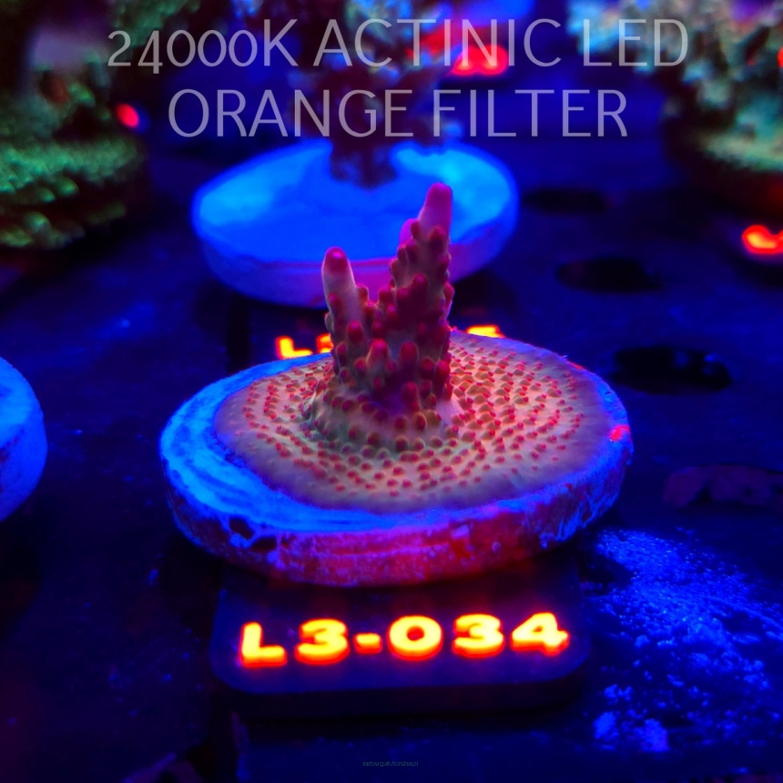 Acropora JMC PINK DREAM (09.05.2026) L3-034  3cm