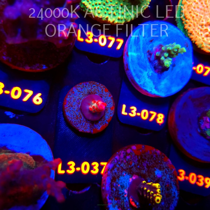 Acropora JMC PINK DREAM (10.09.2026) L3-037  3cm
