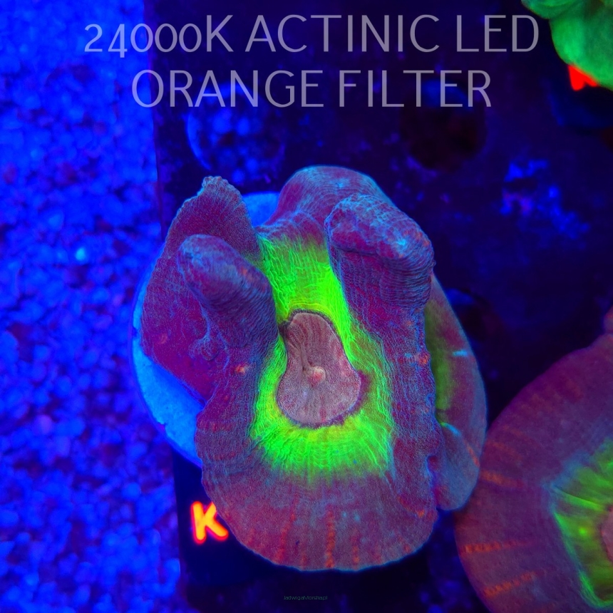  Pectinia alcicornis RAINBOW (23.11.2025) KR-066  7cm PAR80