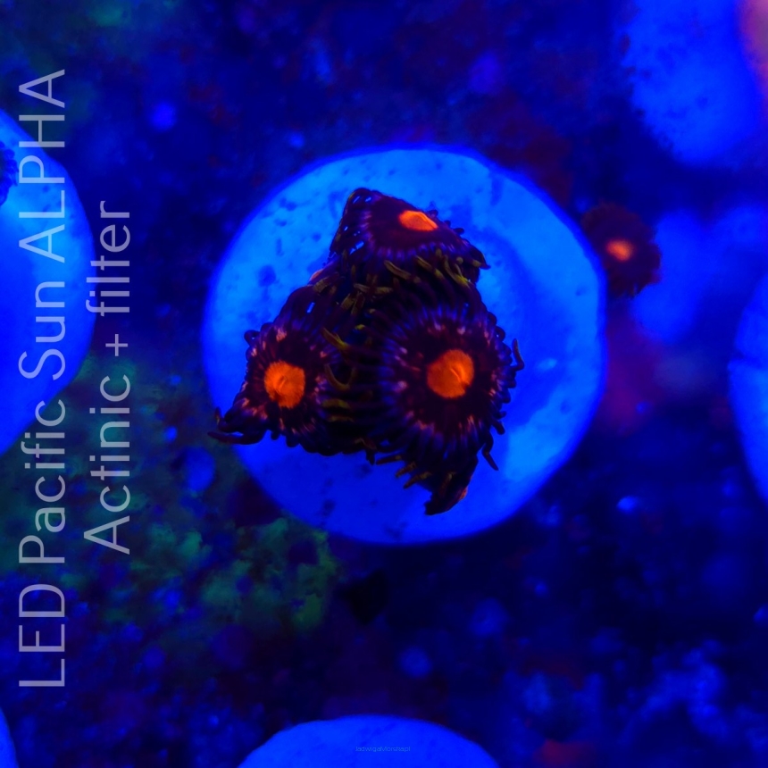 Zoanthus sp. (23.09.2024) 5P