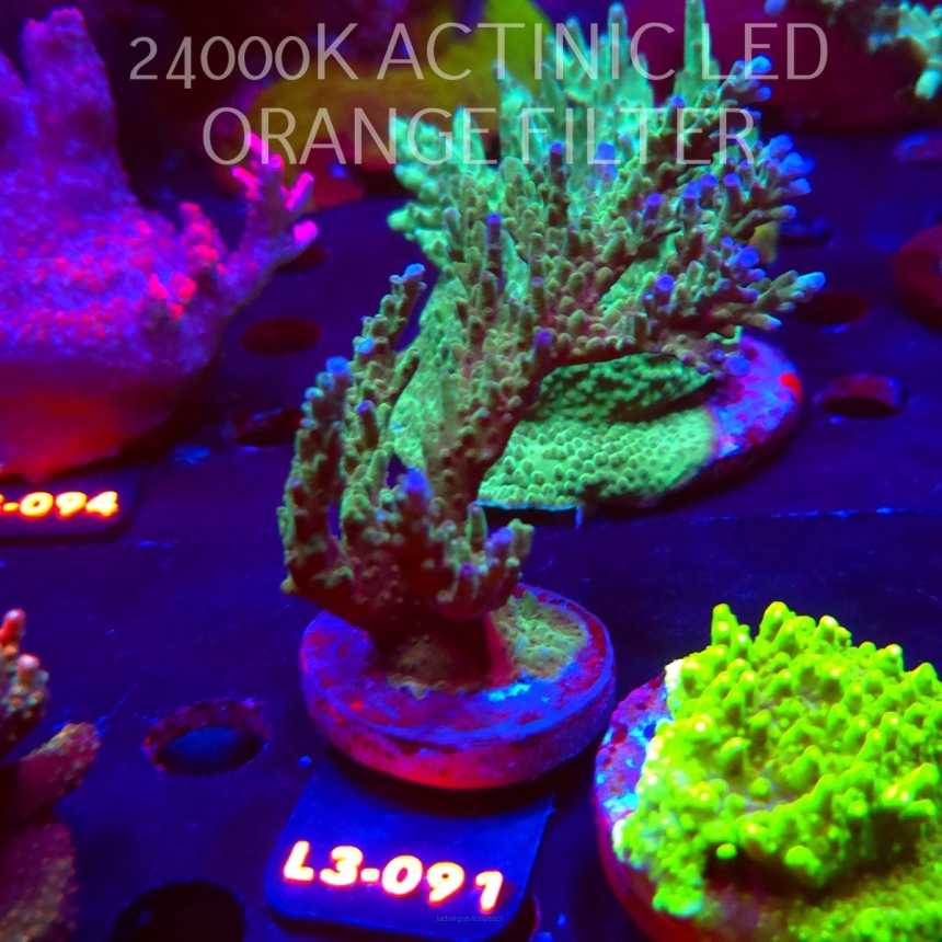 Acropora sp. AUSTRALIA (09.05.2026) L3-091  12cm