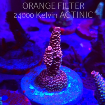 Acropora spathulata PINK PASSION (24.05.2025) L2-II-2  6cm