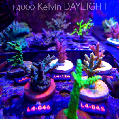 Acropora sp. PREMIUM AUSTRALIA (19.05.2026) L4-124  6cm
