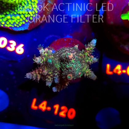 Acropora sp. PREMIUM AUSTRALIA (06.01.2026) L4-120  5cm