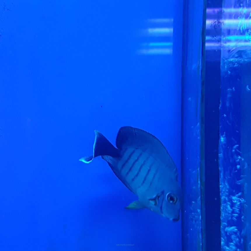Acanthurus pyroferus rozmiar 6cm
