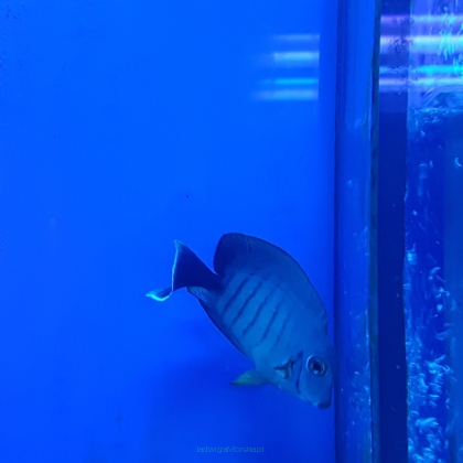 Acanthurus pyroferus rozmiar 6cm