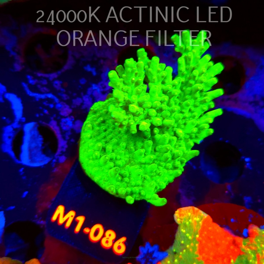 Acropora WWC Castells Banana (12.06.2026) M1-086  7cm