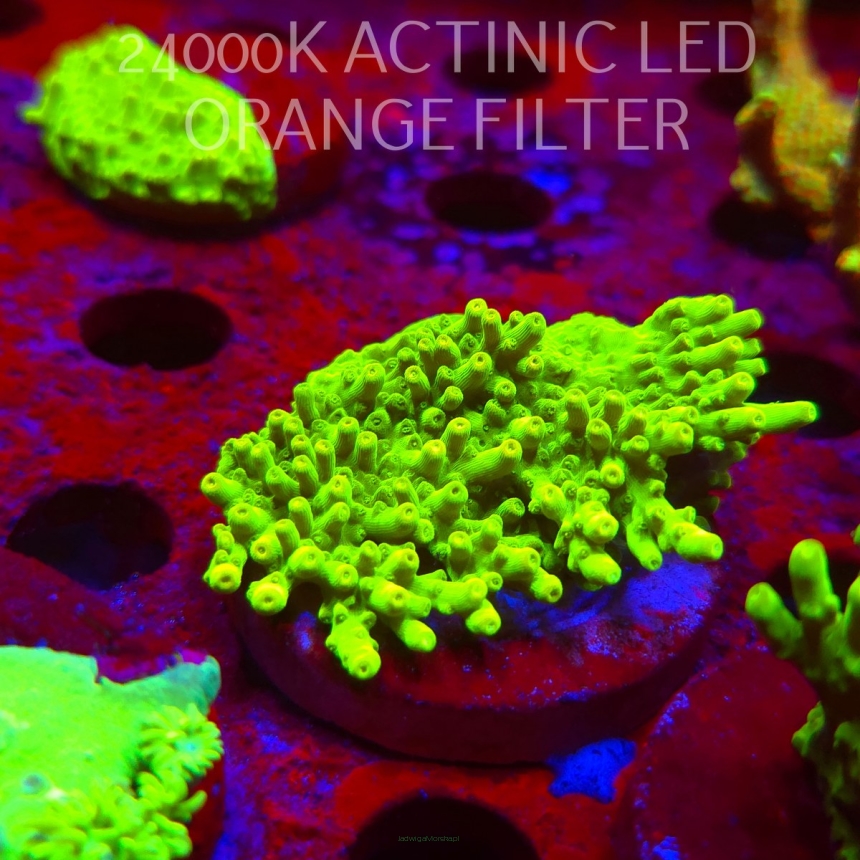 Acropora WWC Castells Banana (06.11.2024) MM1-II-12  6cm