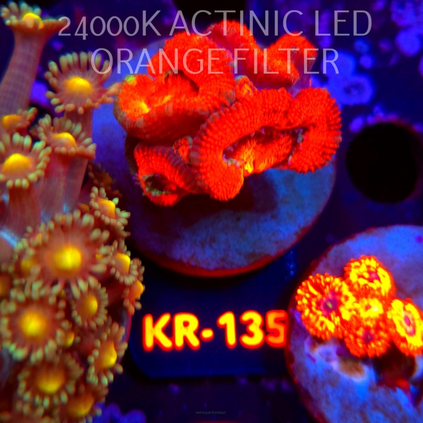 Acanthastrea lordhowensis SUNRISE (12.07.2026) KR-135  4cm