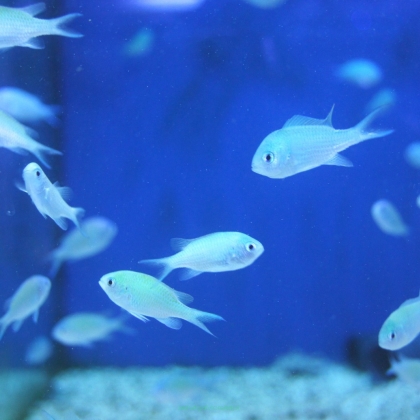Chromis virdis rozmiar 4 cm 