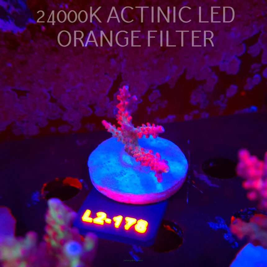 Acropora CEREALIS RED (14.08.2026) L2-178  5cm