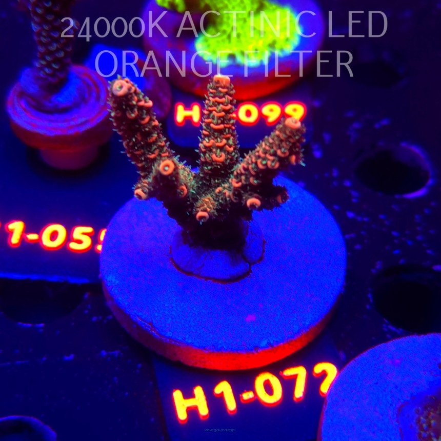 Acropora MILLEPORA JF SOLAR FLAME (02.02.2026) H1-072  4cm