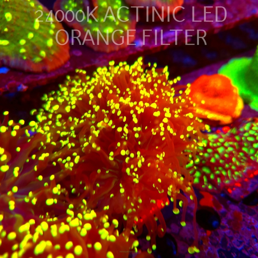 Euphyllia yaeyamaensis YELLOW (04.07.2026) KR-007