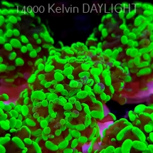 Euphyllia paraancora GREEN HOLOGRAM HAMMER (01.04.2025)