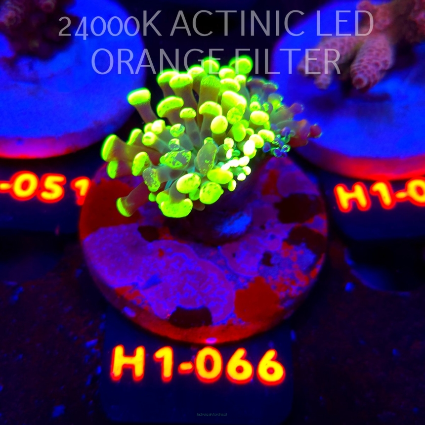 Euphyllia paraancora GRAFTED HAMMER (23.05.2026) H1-066  1H