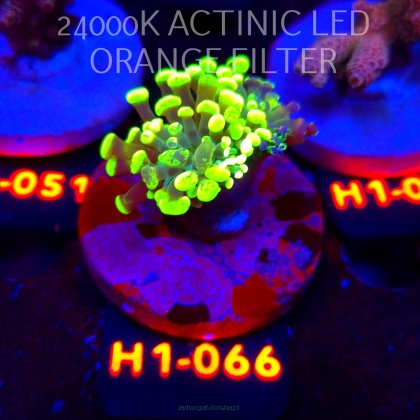 Euphyllia paraancora GRAFTED HAMMER (23.05.2026) H1-066  1H