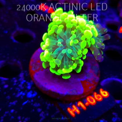 Euphyllia paraancora GRAFTED HAMMER (20.06.2026) H1-066