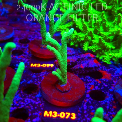 Montipora digitata POWER GREEN (12.04.2026) M3-073  7cm