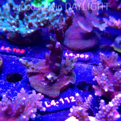 Acropora sp. AUSTRALIA (20.05.2026) L4-112  10cm