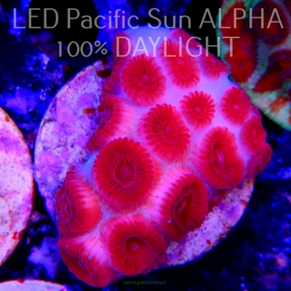 Favites sp. RED EYE Australia (18.06.2023)  5cm
