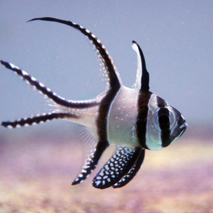 Pterapogon kauderni rozmiar 4cm (Wild Banggai Cardinalfish)