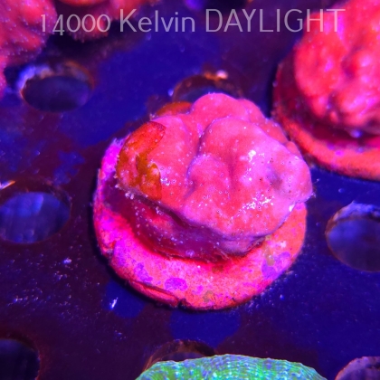 Blue Ridge Coral - Heliopora coerulea - Blue Fire Coral (01.06.2026)  5cm