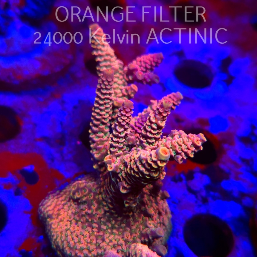 Acropora spathulata PINK PASSION (11.08.2025) MM6-II-26  9cm