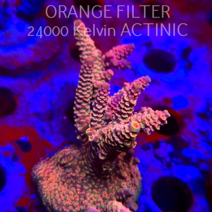 Acropora spathulata PINK PASSION (11.08.2025) MM6-II-26  9cm