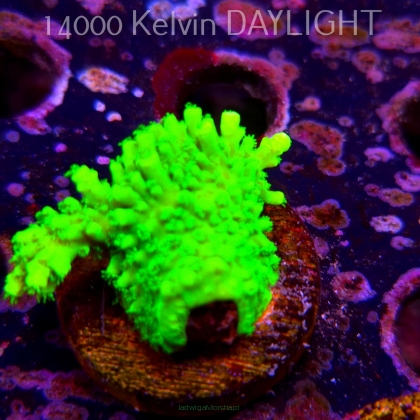 Acropora formosa TOXIC GREEN (07.04.2025) MM6-II-26  4cm