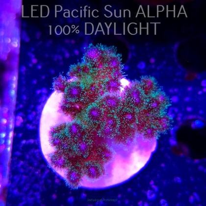 Pocillopora damicornis Bird of Paradise Birdsnest (23.01.2025)  6cm