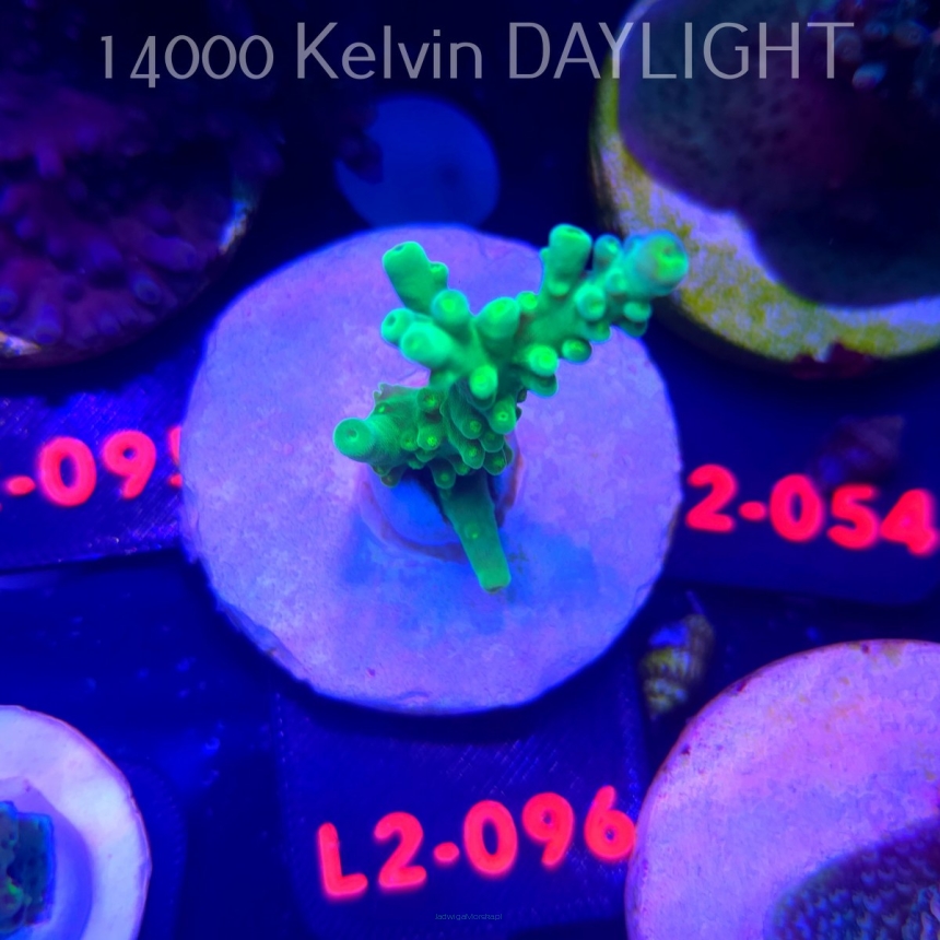 Acropora AUSTERA BANANA (14.11.2025) L2-096  6cm